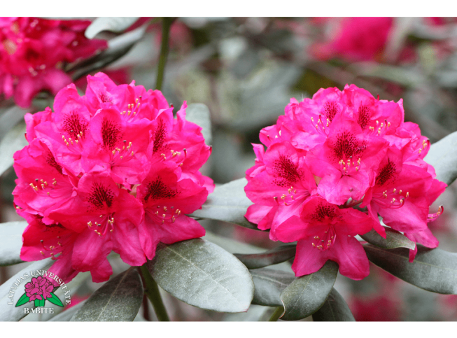 Rhododendron   'Nova Zembla'